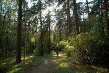 Fototapeta na wymiar Girl in a summer pine forest