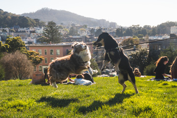 San Francisco, California, USA - MARCH 15 2019: Dogs playing in Alamo Square Park