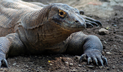  Komodo is the largest species of the Varanidae family, with an average length of 2-3 meters and can weigh up to 100 kg.