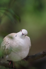 白いハト