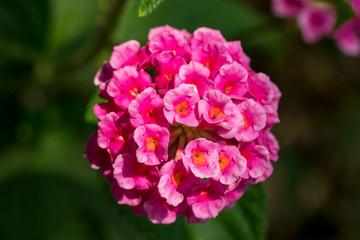 beautiful bright crimson flower close-up in the garden on a green background