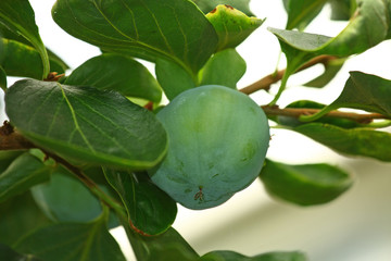 Diospyros kaki