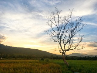 Fototapeta na wymiar Leafless tree in the half rice field and paddy field with mountain on sunset. Color shade of nature