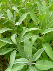 Aromatic common sage leaves (Salvia forsskaolii, indigo woodland sage, Salvia officinalis). Common sage young sprouts growing in a herb garden. 