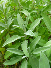 Aromatic common sage leaves (Salvia forsskaolii, indigo woodland sage, Salvia officinalis). Common sage young sprouts growing in a herb garden. 