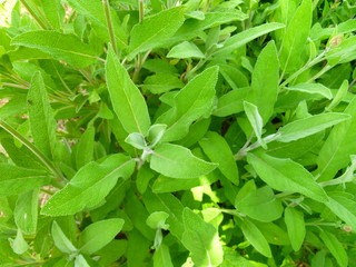 Aromatic common sage leaves (Salvia forsskaolii, indigo woodland sage, Salvia officinalis). Common...