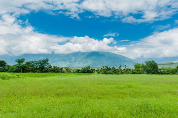 Landscape View Of Beautiful Rice Fields At Brown Avenue, Chishang, Taitung, Taiwan. (Ripe golden rice ear)