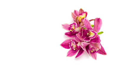 Obraz na płótnie Canvas pink cymbidium orchid isolated on white background