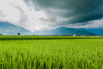 Landscape View Of Beautiful Rice Fields At Brown Avenue, Chishang, Taitung, Taiwan. (Ripe golden rice ear)
