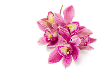 pink cymbidium orchid isolated on white background - obrazy, fototapety, plakaty