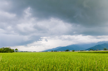 Obraz premium Landscape View Of Beautiful Rice Fields At Brown Avenue, Chishang, Taitung, Taiwan. (Ripe golden rice ear)