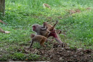 Rhesus macaque (Mcaca mulatta) Uttarakhand India