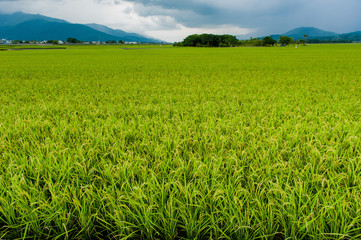 Landscape View Of Beautiful Rice Fields At Brown Avenue, Chishang, Taitung, Taiwan. (Ripe golden rice ear)