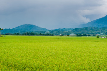 Fototapeta premium Landscape View Of Beautiful Rice Fields At Brown Avenue, Chishang, Taitung, Taiwan. (Ripe golden rice ear)