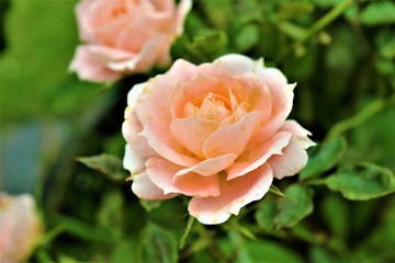 Pink rose with green background