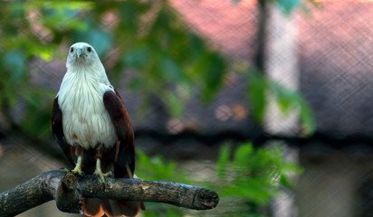 Eagles are warm-blooded animals, have wings and a body covered with midrib feathers. As birds, eagles reproduce by laying eggs that have hard shells in the nests they make.