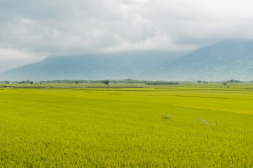 Landscape View Of Beautiful Rice Fields At Brown Avenue, Chishang, Taitung, Taiwan. (Ripe golden rice ear)