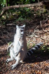 South African lemur