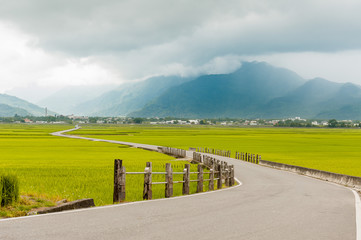 Landscape View Of Beautiful Rice Fields At Brown Avenue, Chishang, Taitung, Taiwan. (Ripe golden rice ear)