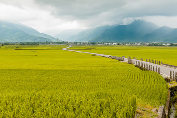 Landscape View Of Beautiful Rice Fields At Brown Avenue, Chishang, Taitung, Taiwan. (Ripe golden rice ear)