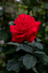 A large red rose with buds on a green Bush.
