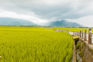 Landscape View Of Beautiful Rice Fields At Brown Avenue, Chishang, Taitung, Taiwan. (Ripe golden rice ear)