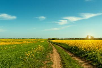 Ground road runs along blooming field.Beautiful summer landscape.