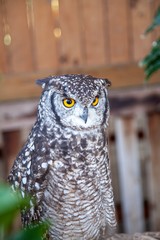 South African owl 