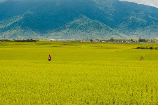 Landscape View Of Beautiful Rice Fields At Brown Avenue, Chishang, Taitung, Taiwan. (Ripe golden rice ear)