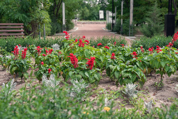 Background with beautiful Salvia in the meadow