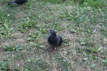 pigeon on the grass