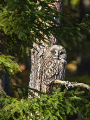 .Great gray owl; Strix nebulosa.