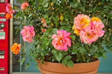 Beautiful blooming hybrid tea rose has double blossoms with two tone mixed orange pink color of petal in clay pot that is woody perennial flowering plant in genus Rosa as popular ornamental plant 