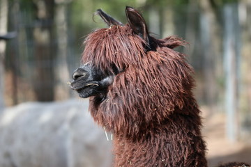 Alpaka