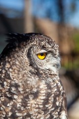 South African owl 