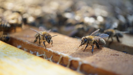 Bienen
