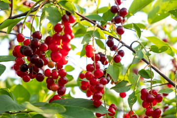The grapes of tserapadus cherry on the branch of a green Bush.