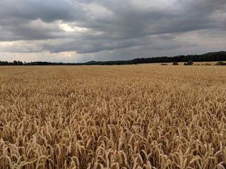 Großes Weizenfeld in der Oberpfalz in Bayern unter dunklen Wolken bei aufziehendem Gewitter
