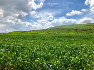 Fototapeta na wymiar open landscape of green hills in the Galilee Israel