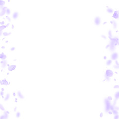 Violet flower petals falling down. Positive romant