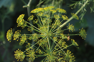 dill in the garden