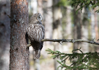 Great Gray Owl (Strix Nebulosa).