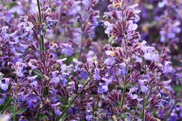 Salvia pratensis ‘Indigo’ flowers
