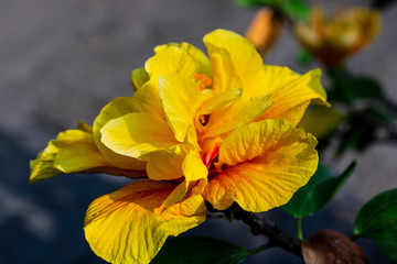 Fototapeta na wymiar beautiful bright yellow flower close-up in the garden, chinese rose on a green background , hibiscus