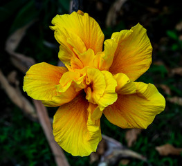 beautiful bright yellow flower close-up in the garden, chinese rose on a green background , hibiscus