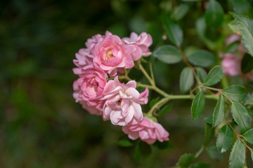 Obraz premium summer, flora, plant, rose, branch, stem, inflorescence, pink, flowers, tender, petals