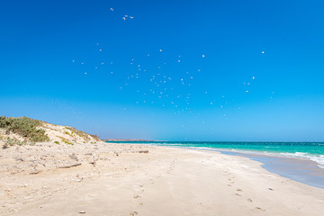 Beach of Coral Bay swarms of seagulls in the air