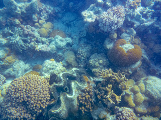 Fototapeta na wymiar Giant clam big sea shell between corals at Ningaloo Reef close to Coral Bay