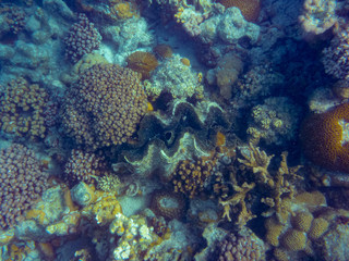 Fototapeta na wymiar Giant clam massive sea shell between corals at Ningaloo Reef close to Coral Bay