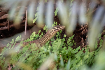 Goanna sneaking in between plants at bottom of Dales Gorge at Karijini National Park